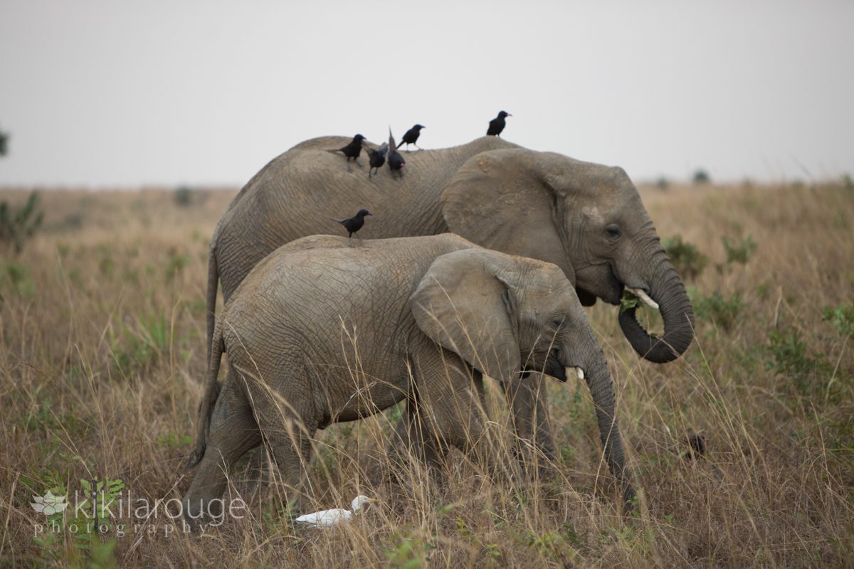 Adult and baby elephant in savannah with birds on their backs
