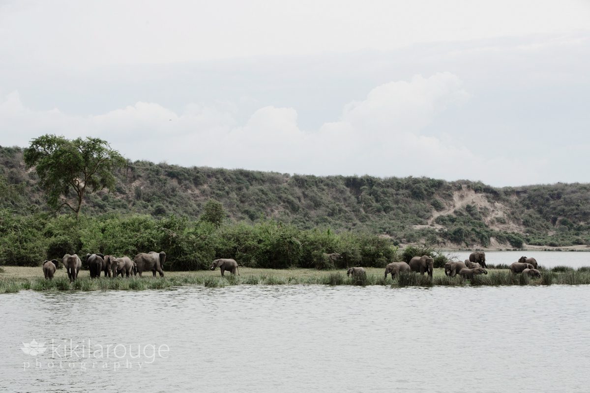A family of Ugandan elephants along Nile River