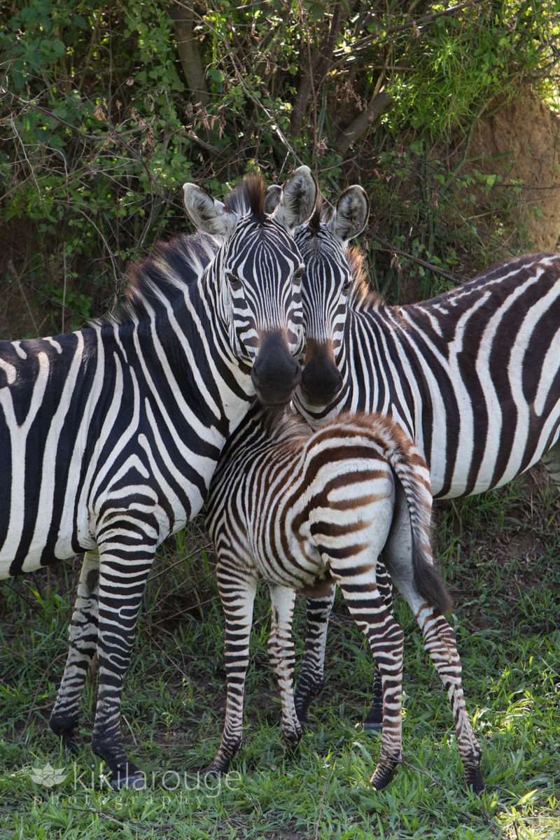 Two adults and juvenile zebra on safari