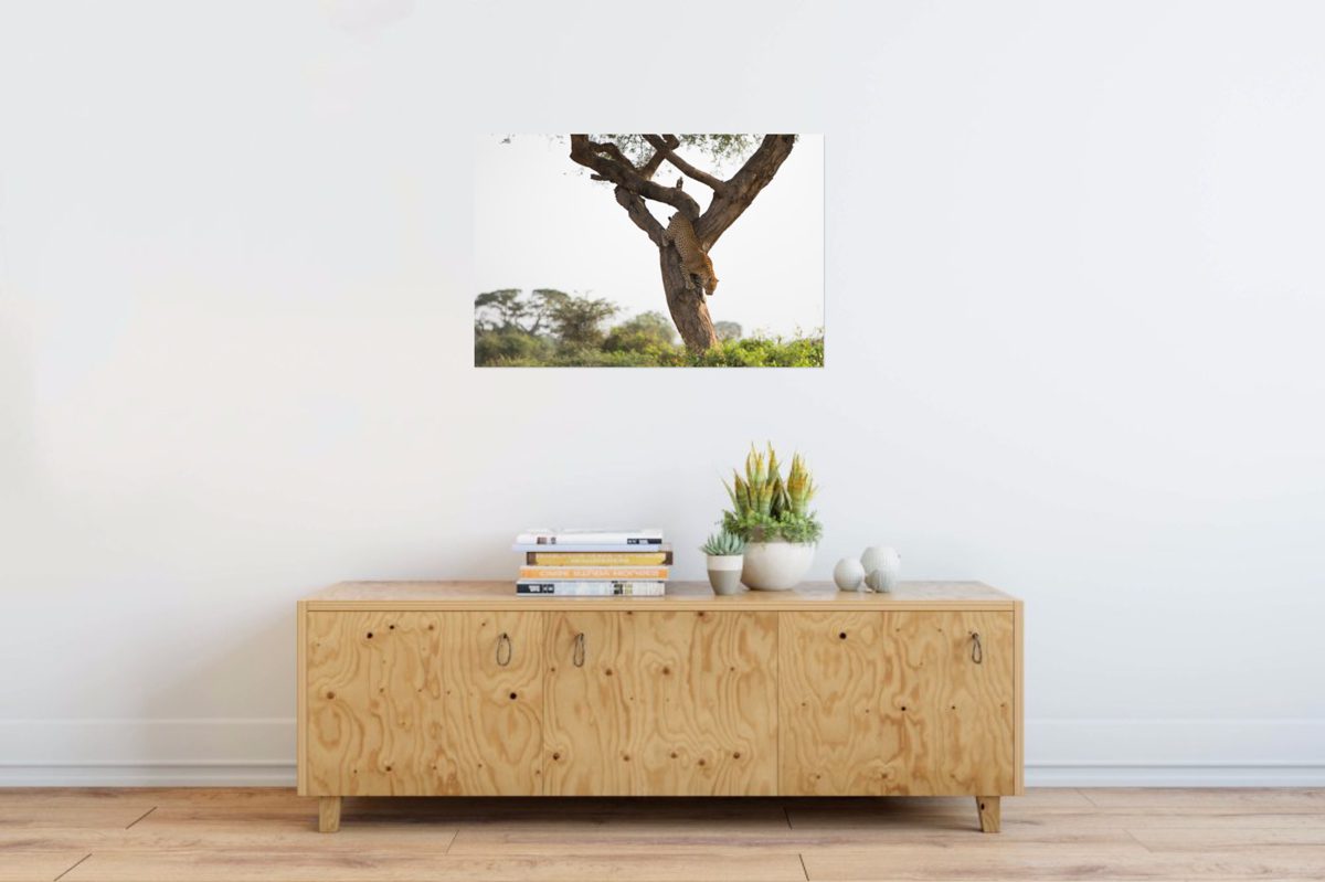 Print of a Leopard coming down a tree in Uganda on Wall