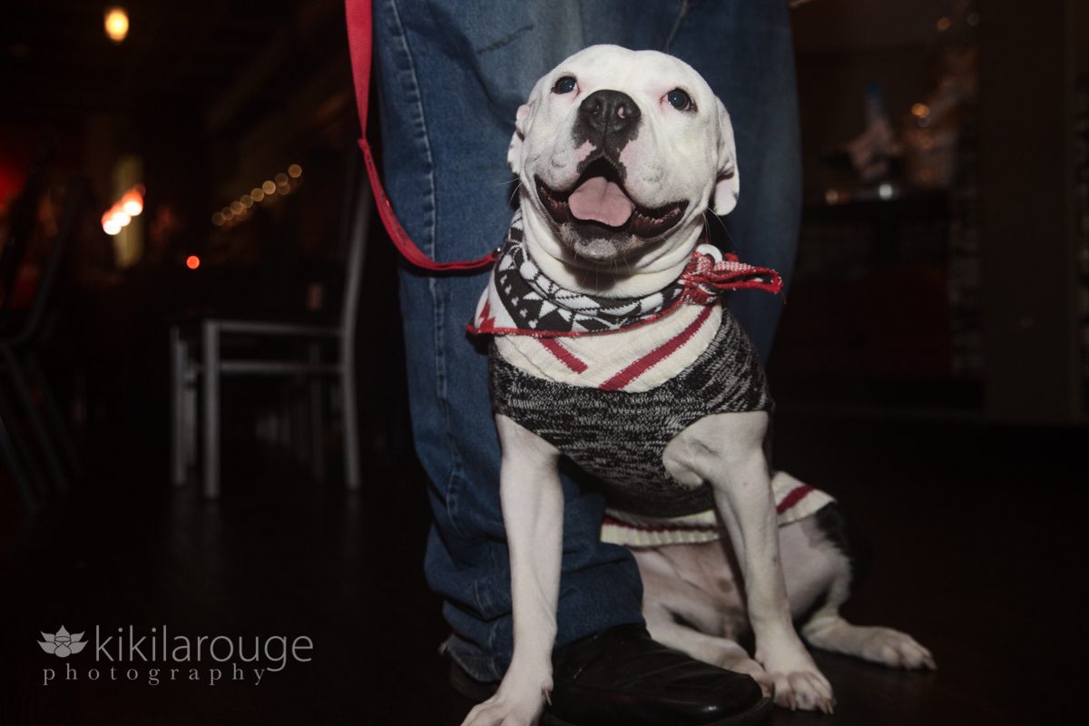 White pit bull puppy with bandana at feet of foster dad in jeans