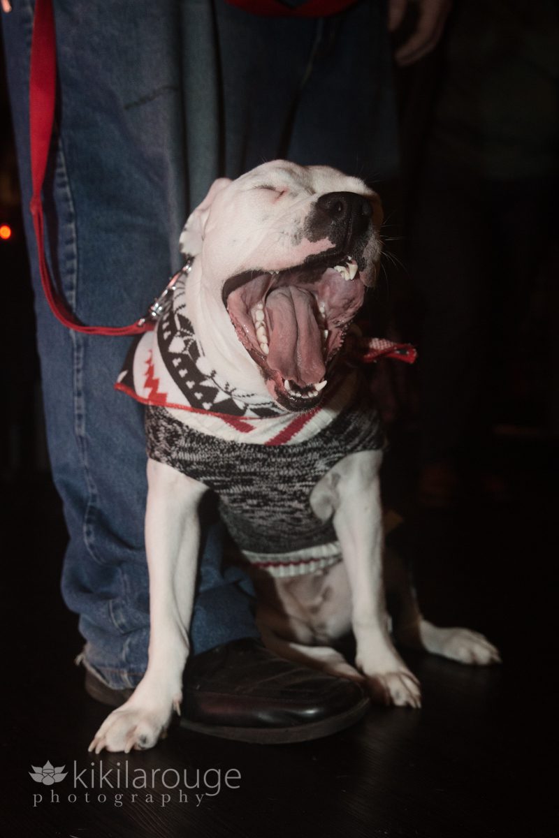 White pit bull puppy yawning with bandana at feet of foster dad in jeans