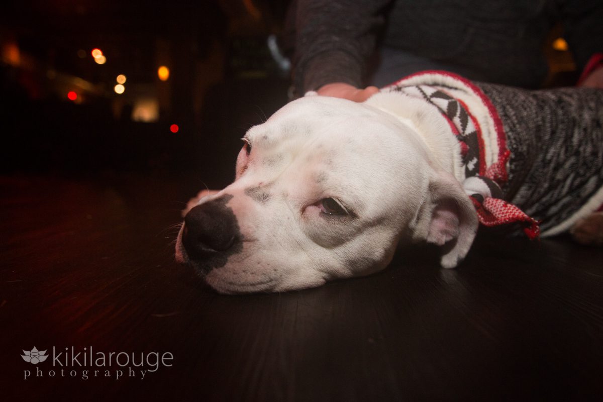 Tired pit bull puppy at rescue dog event laying on wood floor