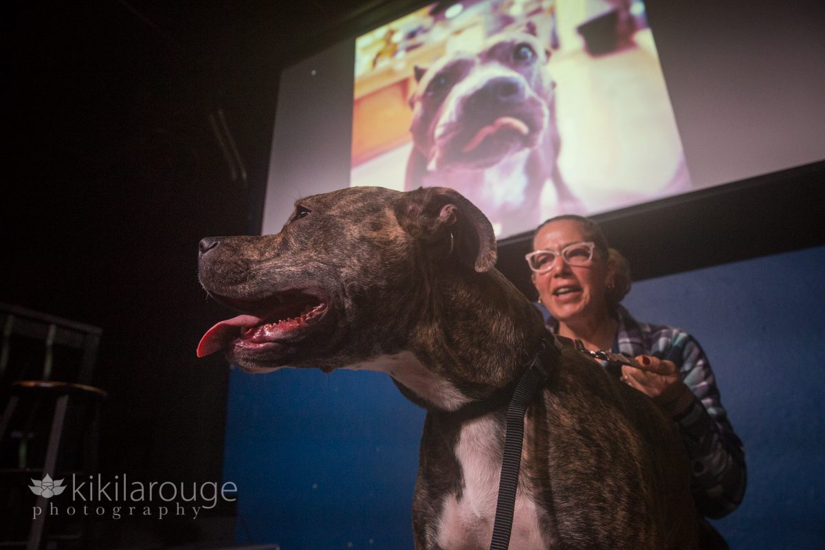 Brindle rescue dog on stage with woman and dog on screen