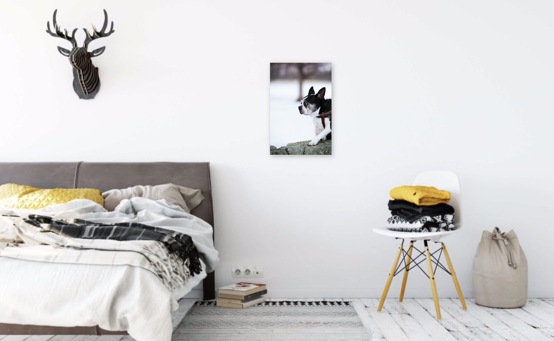 Portrait of Boston Terrier in Snow on bedroom wall