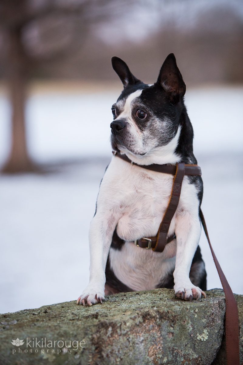 Portrait of Boston Terrier standing on stone wall with snow backdrop