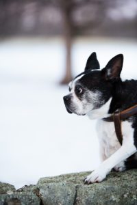 Portrait of a Boston Terrier dog on stone wall at snowy park