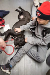 Young boy with winter hat patting black rescue dog at adoption event