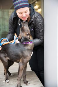 Rescue dog giving kisses to potential adopter