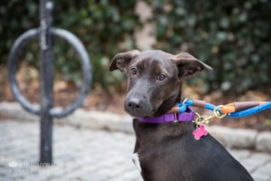 Sweet rescue dog on sidewalk with leaf wall backdrop
