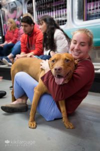 Woman in jeans and red top hugging a big tan pit mix rescue dog in a store
