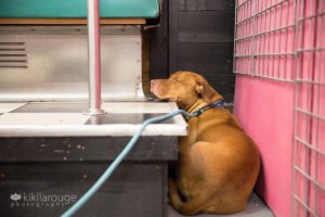 Pit mix rescue dog hiding in small space from loud noise