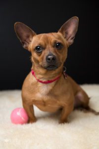 Chiweenie tan rescue dog with pin tennis ball on sheepskin rug