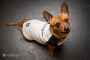 Chiweeniescue dog with white tee shirt