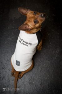 Dog with tee shirt that says "I'm not wearing any pants."