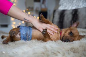 Dog in doggie diapers getting belly rubs on soft blanket