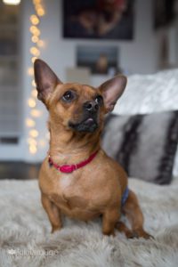 Portrait of tan chiweenie rescue dog on couch