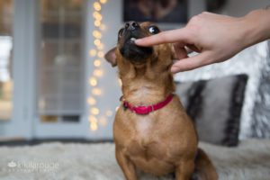 dog showing his teeth with a helping hand