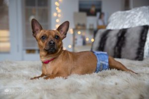 Chiweenie dog on couch with denim doggie diapers