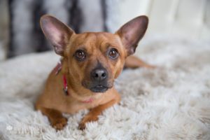 Portrait of a tan rescue dog with big brown eyes