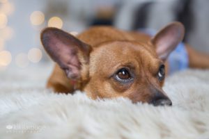 Tan dog big brown eyes looking up at foster mom