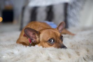Rescue dog tan giving side eye laying on a plush blanket