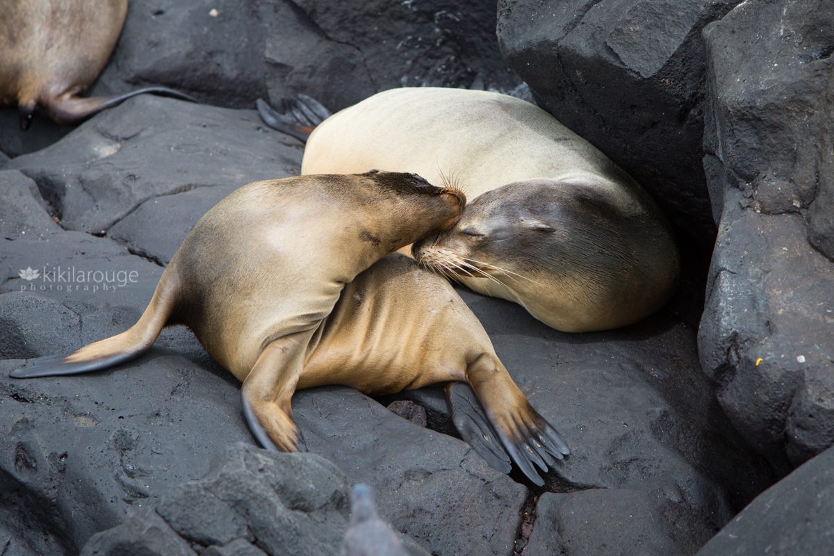 Two sea lions cuddling on black rocks