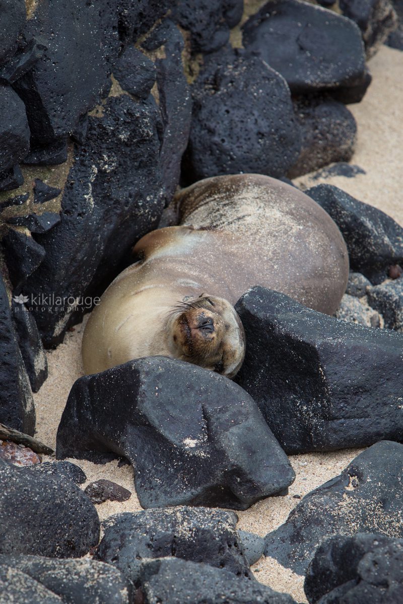 Large Galapagos Sea Lion sleep on black rocks