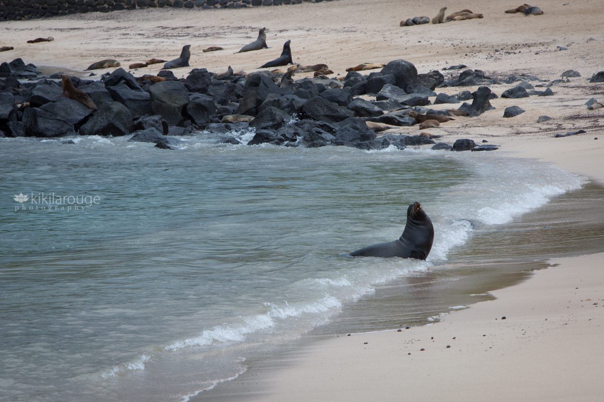 Large sea lion head back coming out of water in Galapagos