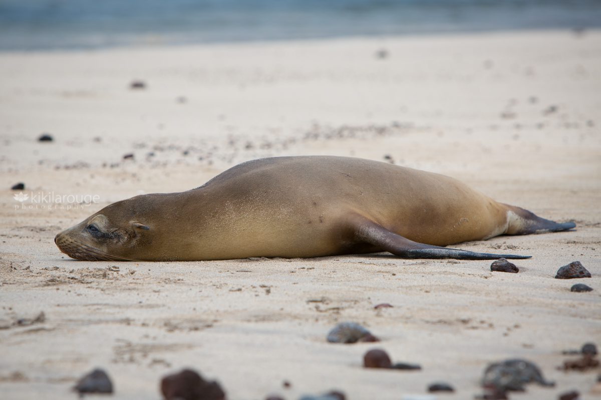 Young sea lion laying on the beach San Cristobal