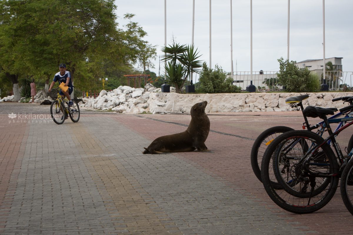 Sea lion on promenade with cyclists