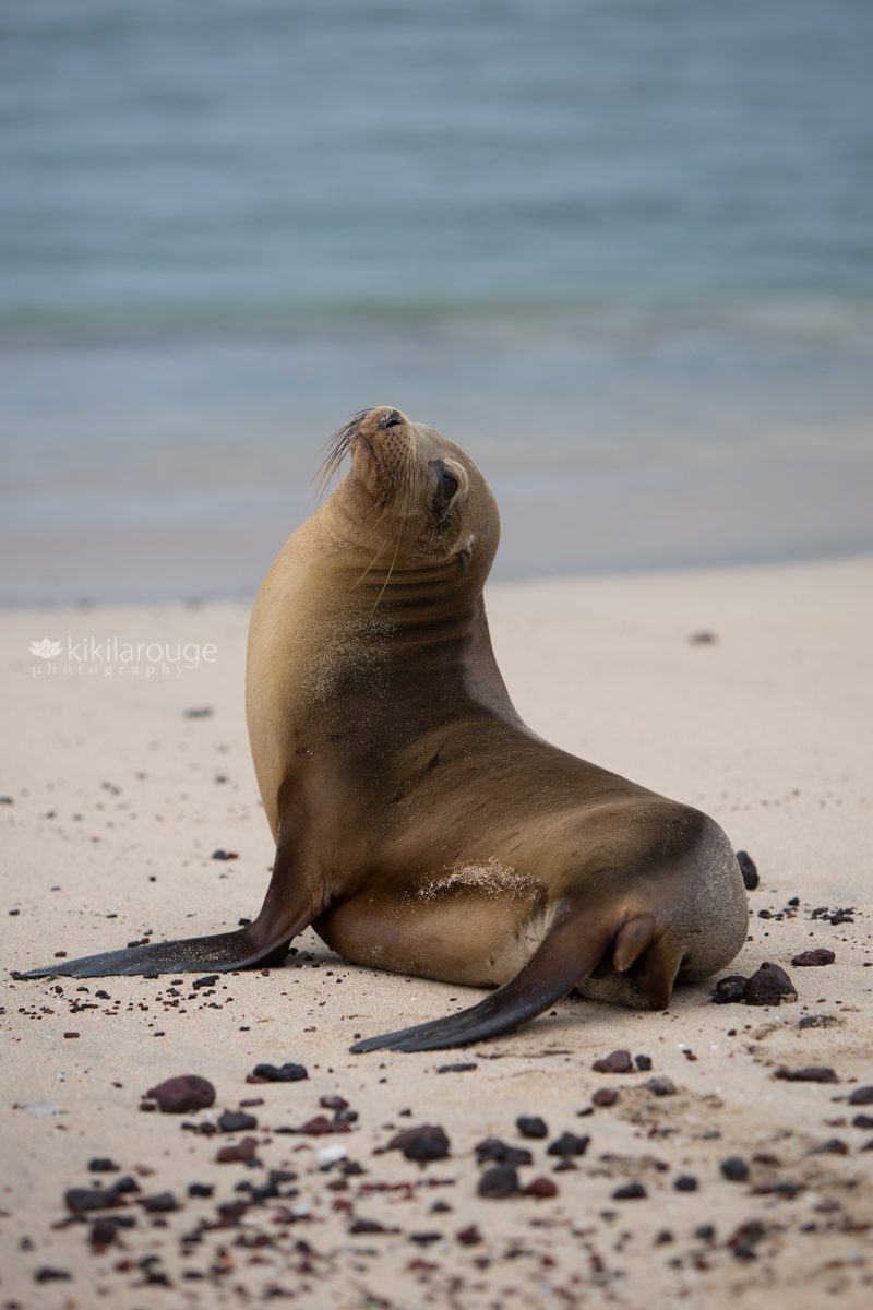 Young sea lion stopping to look back on way to water