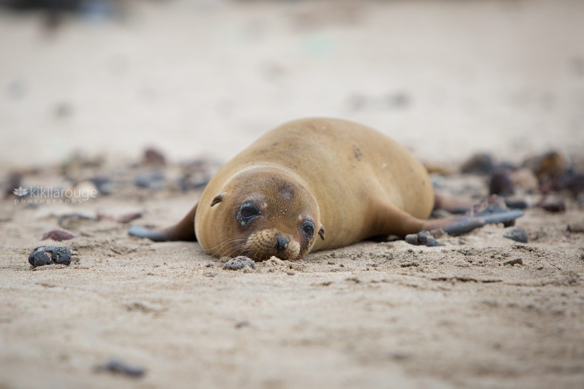 Baby Sea lion with sweet sad expression laying in the sand