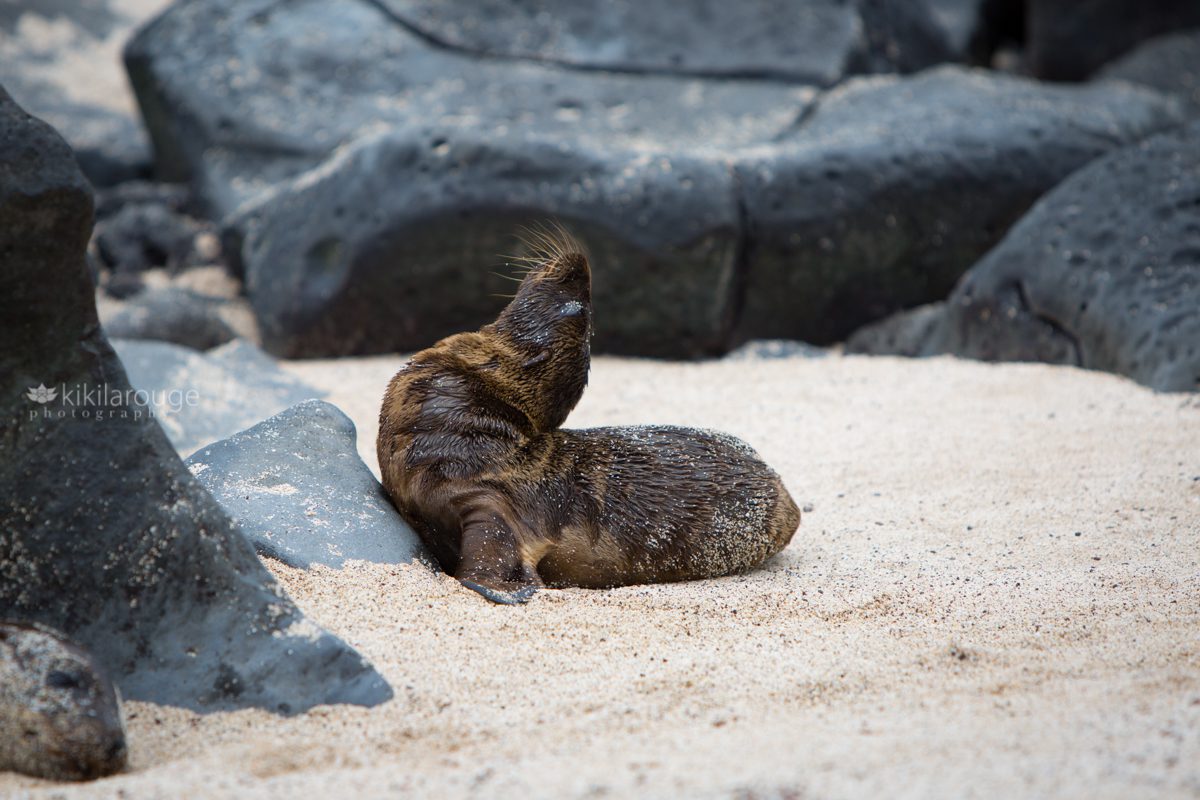 Baby sea lion with heavy fur tilting head back covered in sand