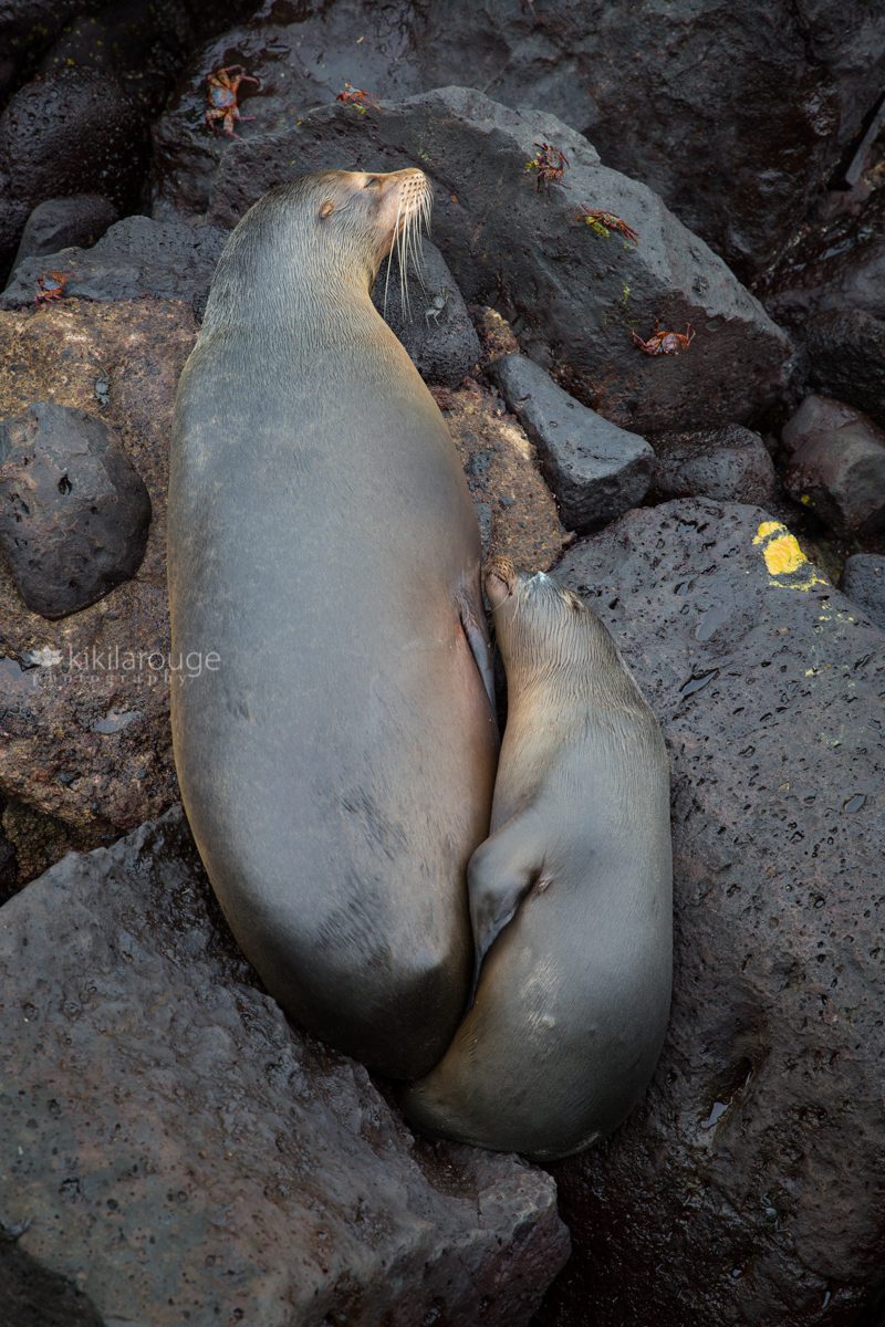 Mother and young sea lion snuggling on rocks