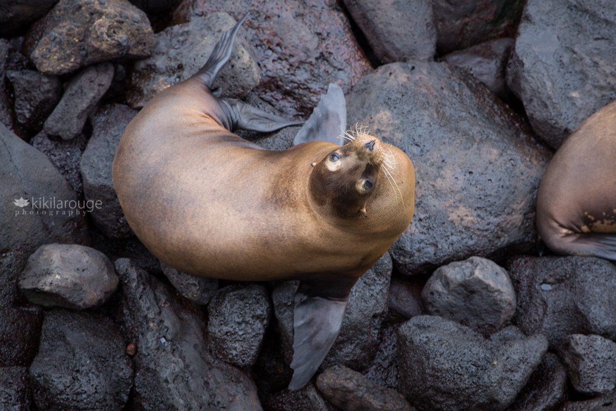 Sea lion posing for camera on black rocks GPS San Cristobal