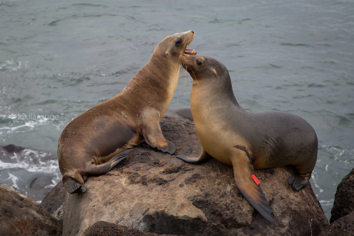 Two young sea lions in a scuffle on rocks by ocean