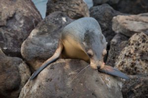 Adorable sea lion walking on rocks