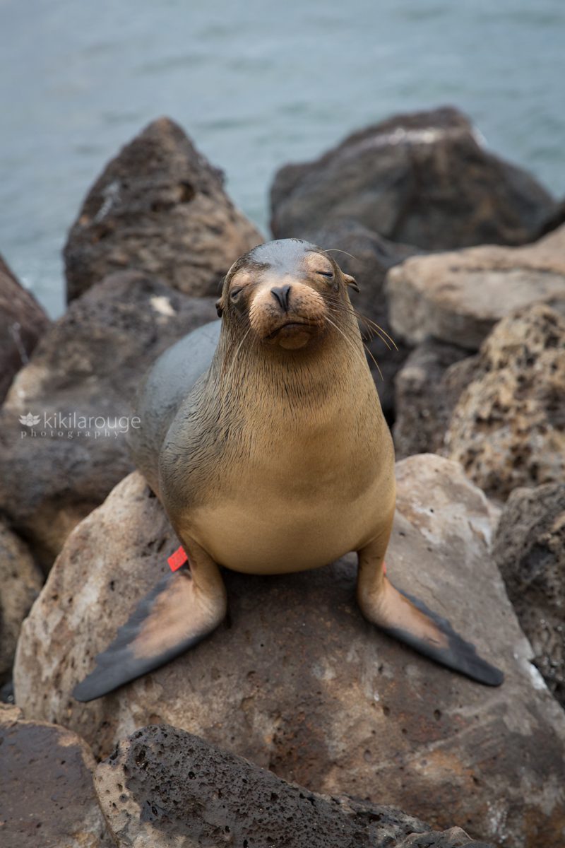 Young sea lion with eyes closed posing