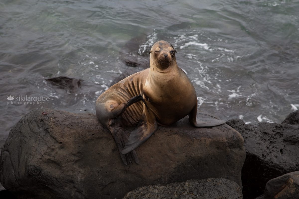 Sea lion winking and scratching with a fin on black rocks