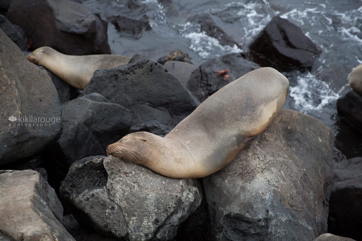 Sea lion draped on rocks for afternoon nap in Galapagos