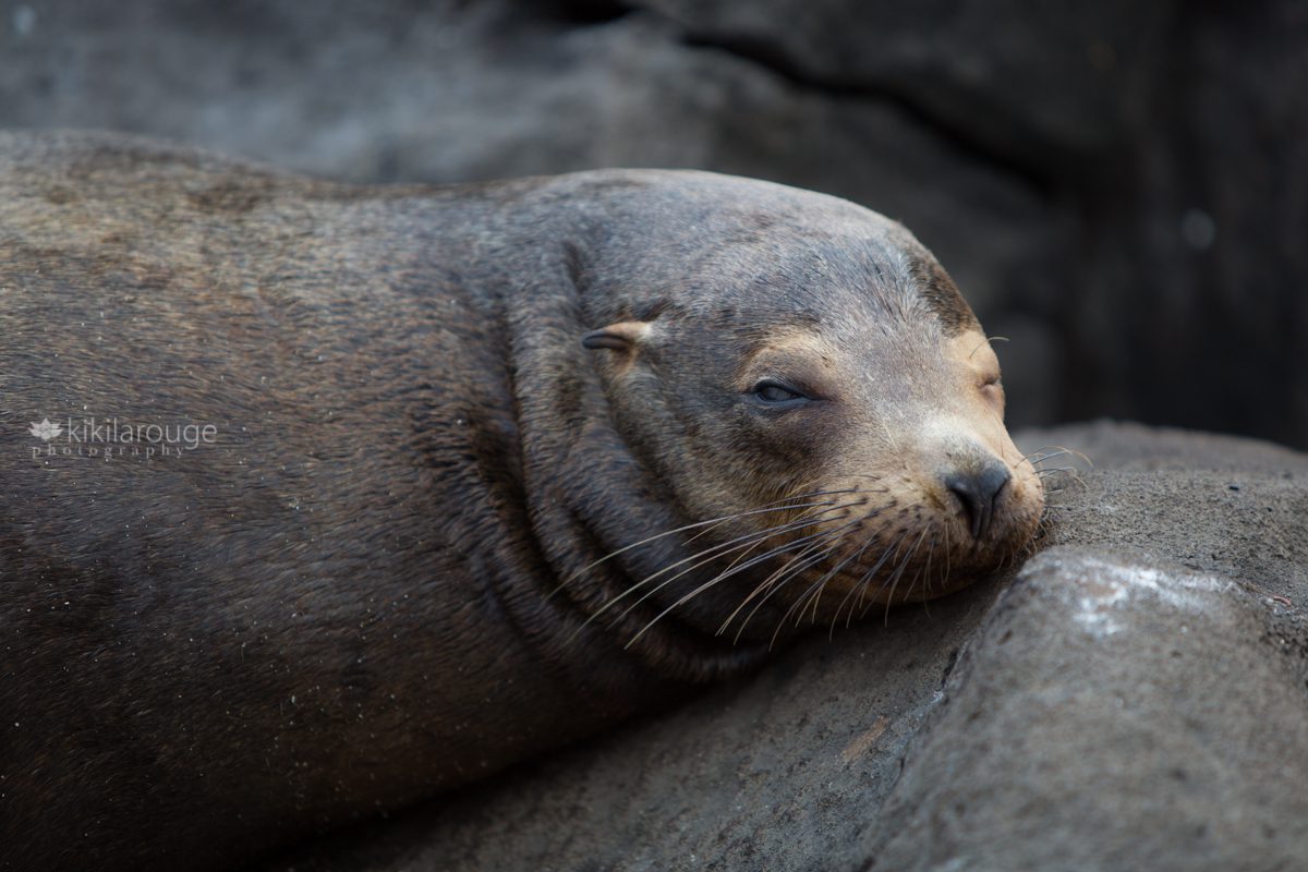 Large sea lion napping one eye open