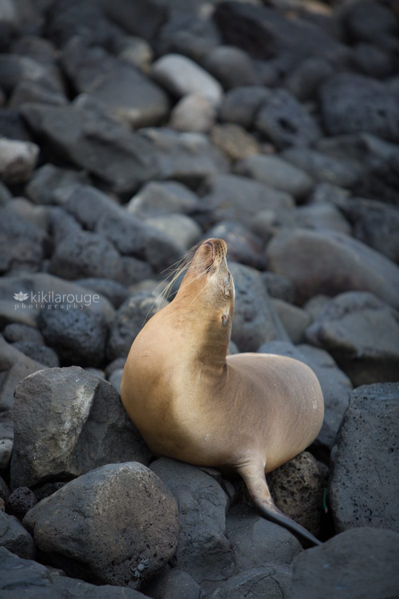 Sea lion on black rocks with head extended back