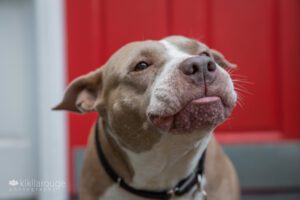 Rescue dog at red door making funny face with tongue out