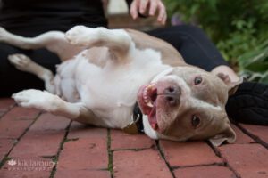Rescue pit bull tan and white rolling on brick walkway