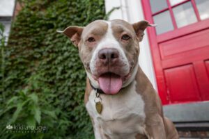 Sweet rescue dog looking directly in camera with goofy face and smile