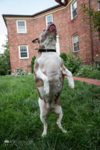 Rescue pittie jumping up for a treat in apt courtyard