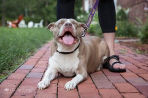 Little rescue pit bull tan and white in between foster's feet with eyes closed