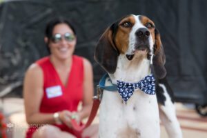 Treeing Walker Coonhound rescue with blue tie and foster mom