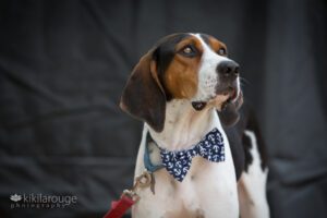 Treeing Walker Coonhound rescue with blue tie